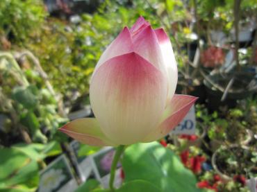 咲きました♪｜「フラワーショップ牧野」　（秋田県由利本荘市の花キューピット加盟店 花屋）のブログ