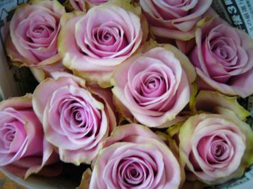バラが好き・・・♪ﾗﾌﾞ(*-ｪ-(-ｪ-*)ﾗﾌﾞ♪｜「フラワーショップ牧野」　（秋田県由利本荘市の花キューピット加盟店 花屋）のブログ