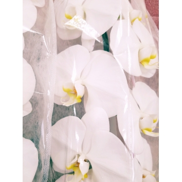 胡蝶蘭の鉢物　≪3本立ち≫